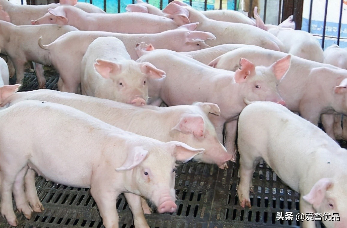 猪低温怎么办？养猪人要做好这几点，紧急治疗不求人