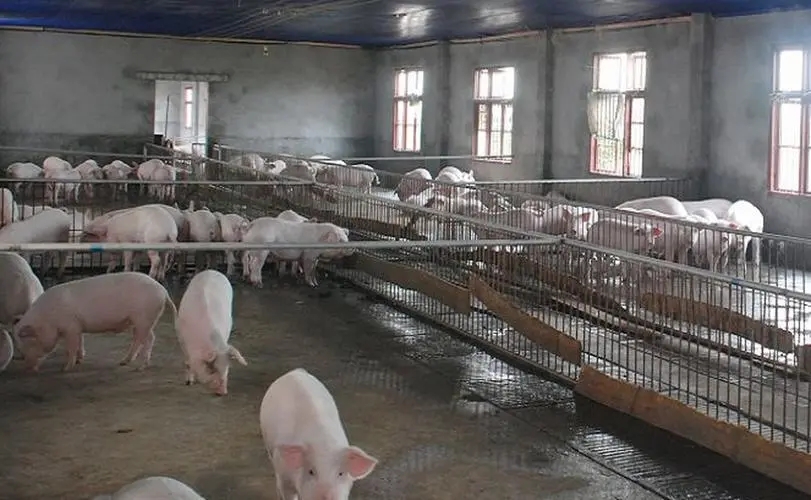 建猪舍用什么瓦便宜,猪舍如何建造省钱又好