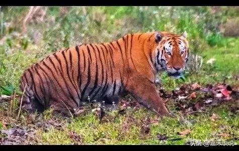 虎王战斗力前十排名,虎王战斗力排名前十介绍