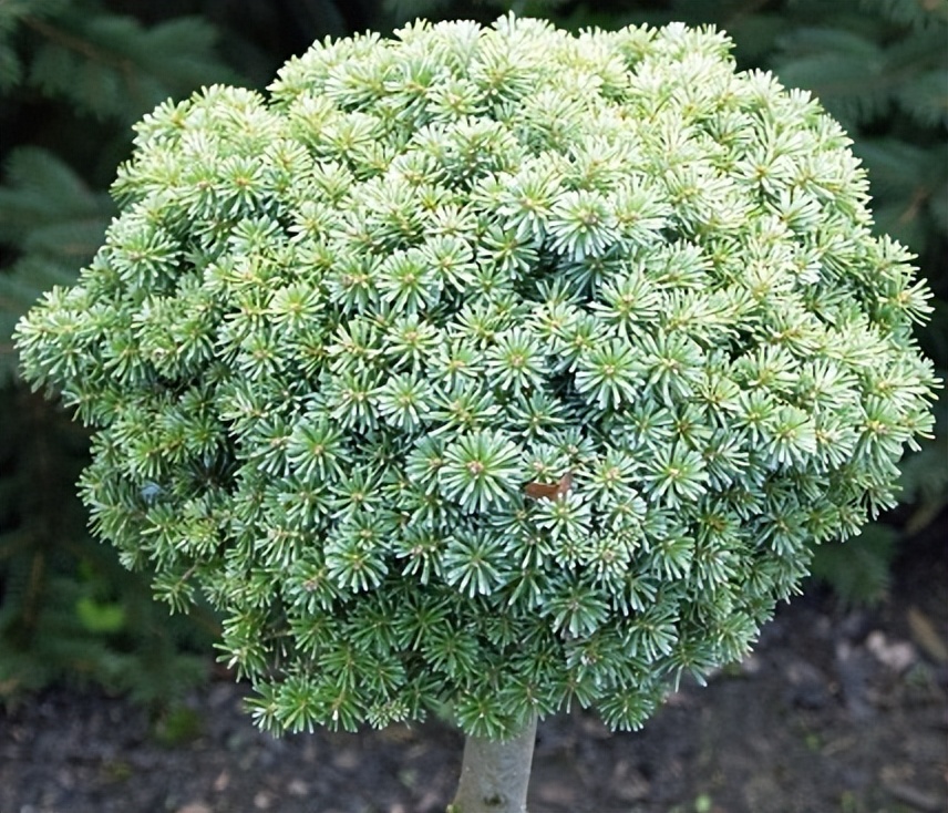 朝鲜冷杉,冷杉园艺