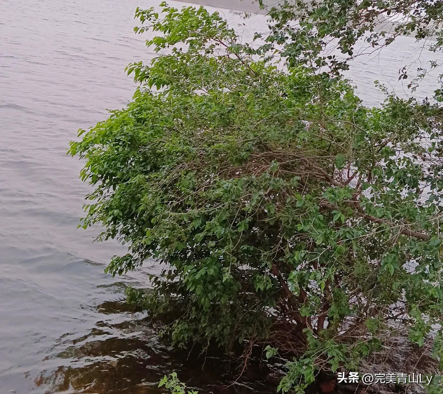 浪漫进行曲原唱,浪漫进行曲全文