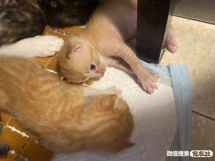 宠物领养、全国宠物*养送**、押金无偿免费领养 20220720