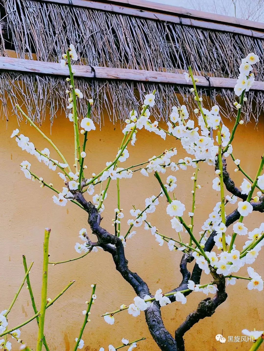 上海莘庄赏梅,新年莘庄梅园赏梅