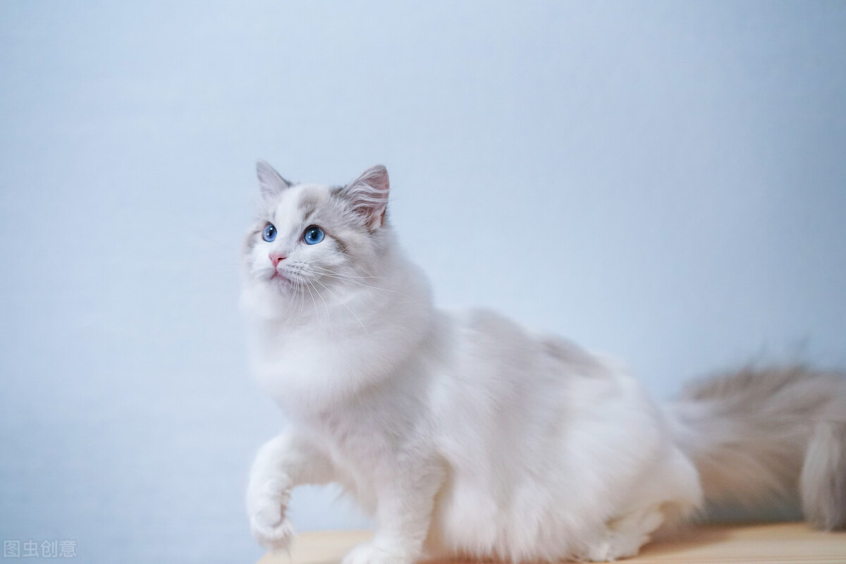 母猫发情可以洗澡剃毛吗,剃毛可以抑制母猫发情吗