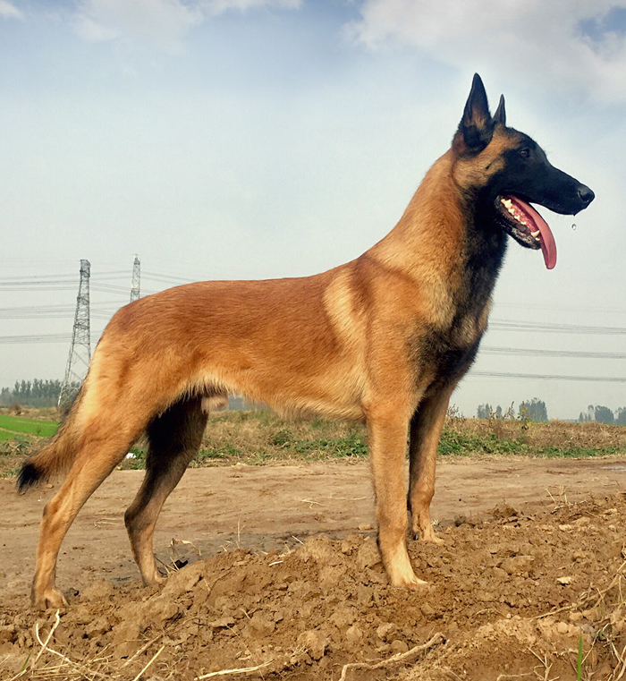 世界十大警犬排名,世界最知名的十大警犬