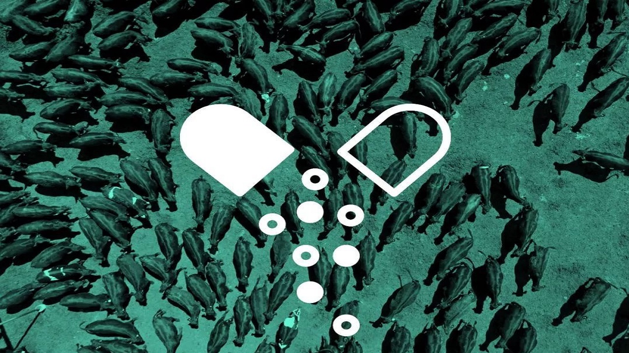 阿莫西林针对病毒性还是细菌性,阿莫西林别乱用6种病能用