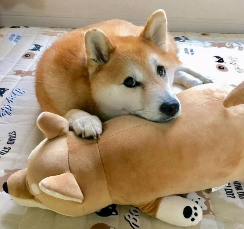 狗狗对你忠心会有这几种表现,狗狗对你爱的表现有哪些