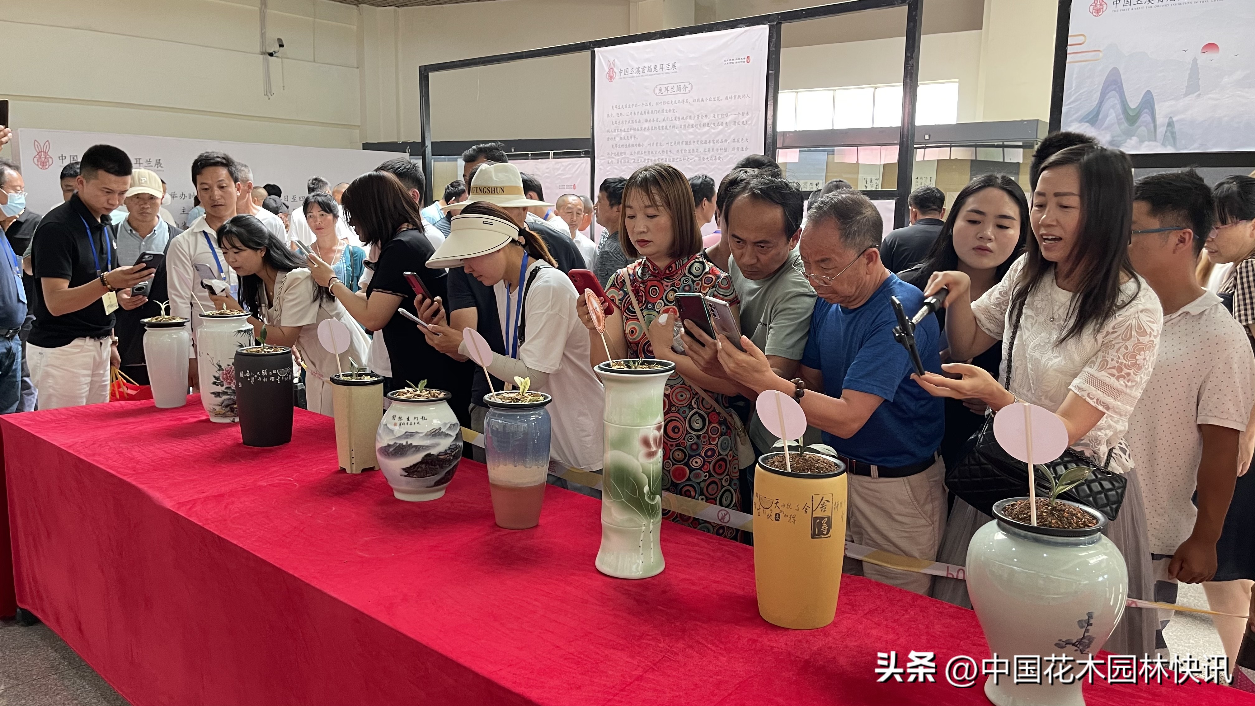 两岸一家亲共筑兰花梦中国玉溪首届兔耳兰展成功举办