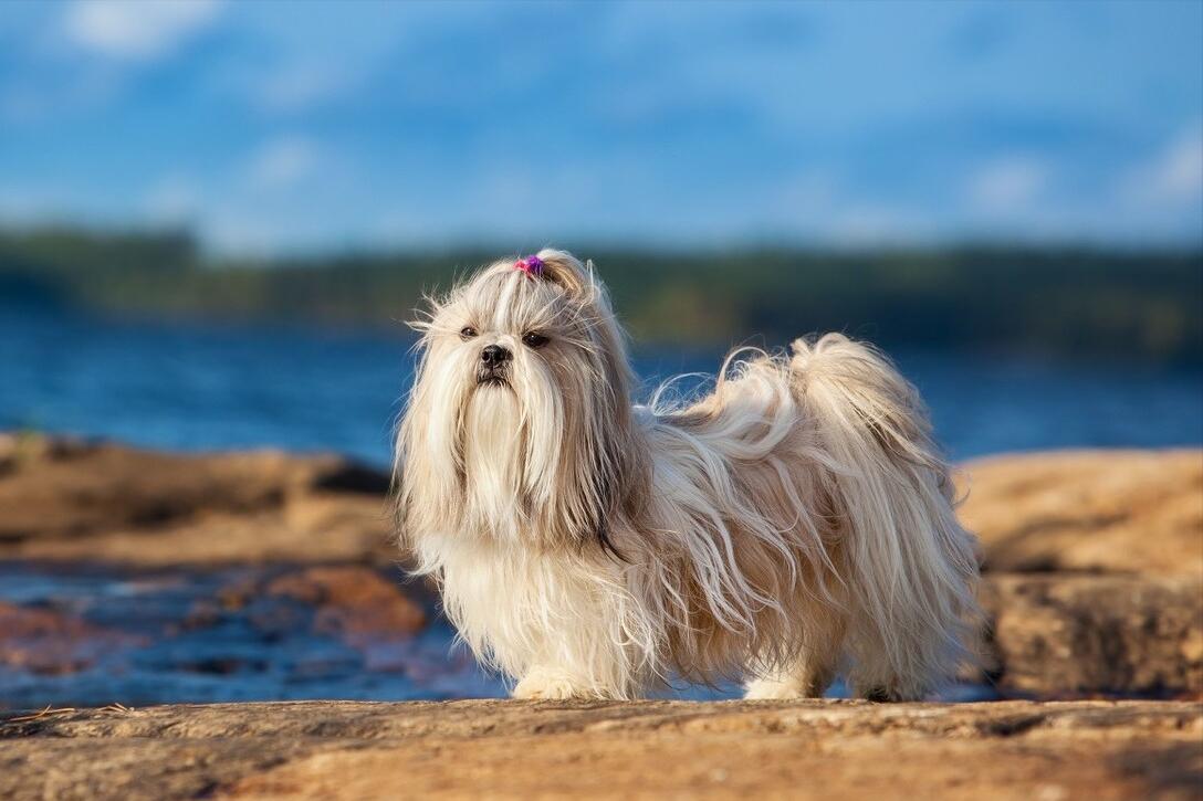 狗狗智商排行榜你家狗狗排第几,什么品种的狗狗智商排名最高