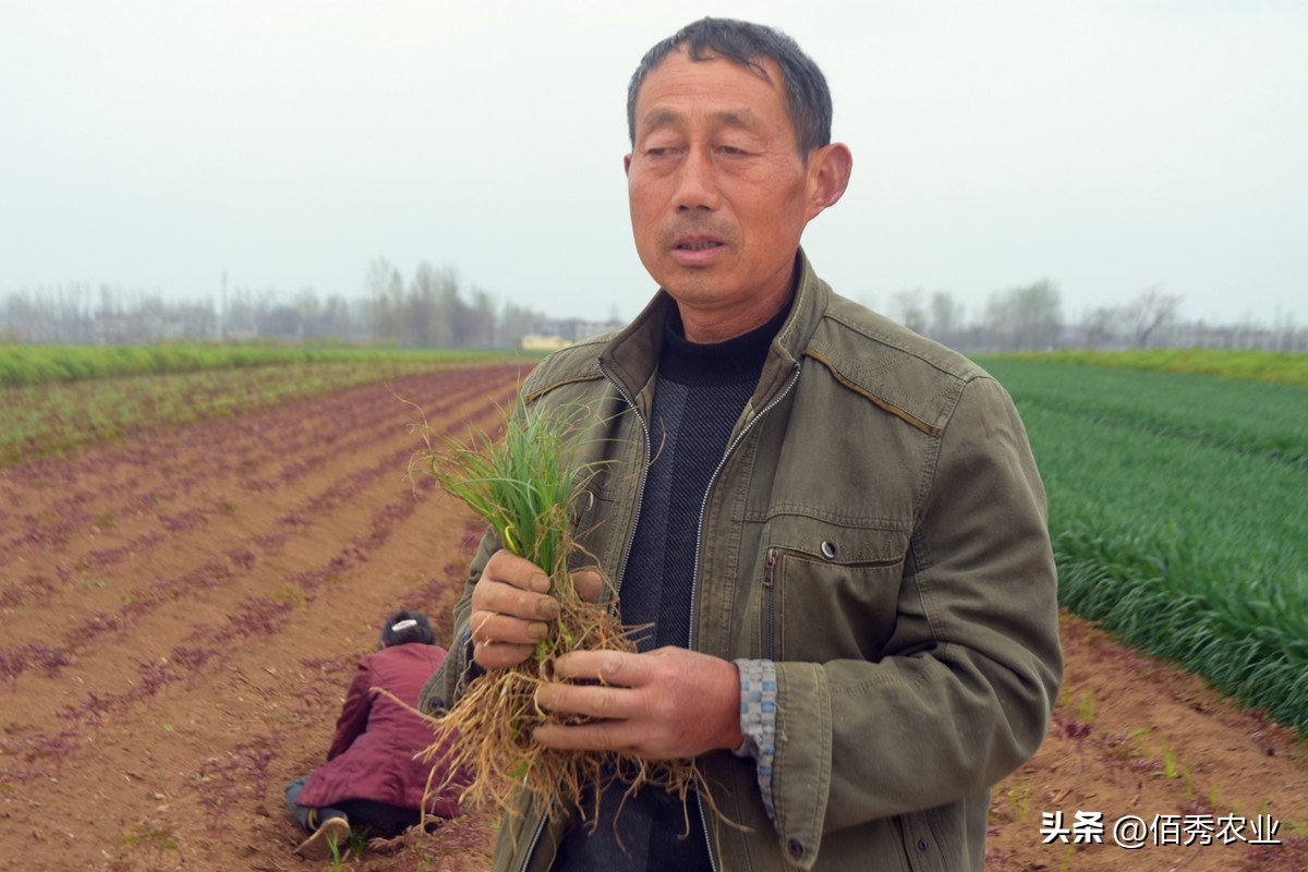 排名第一的水稻除草剂,二甲戊灵除草剂的特点