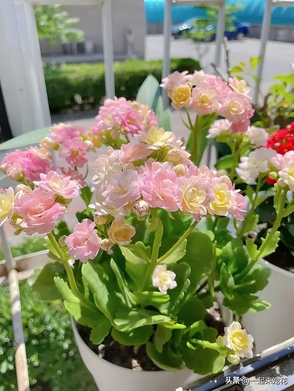 哪种长寿花比较好养,带你认识几种最值得入手的长寿花