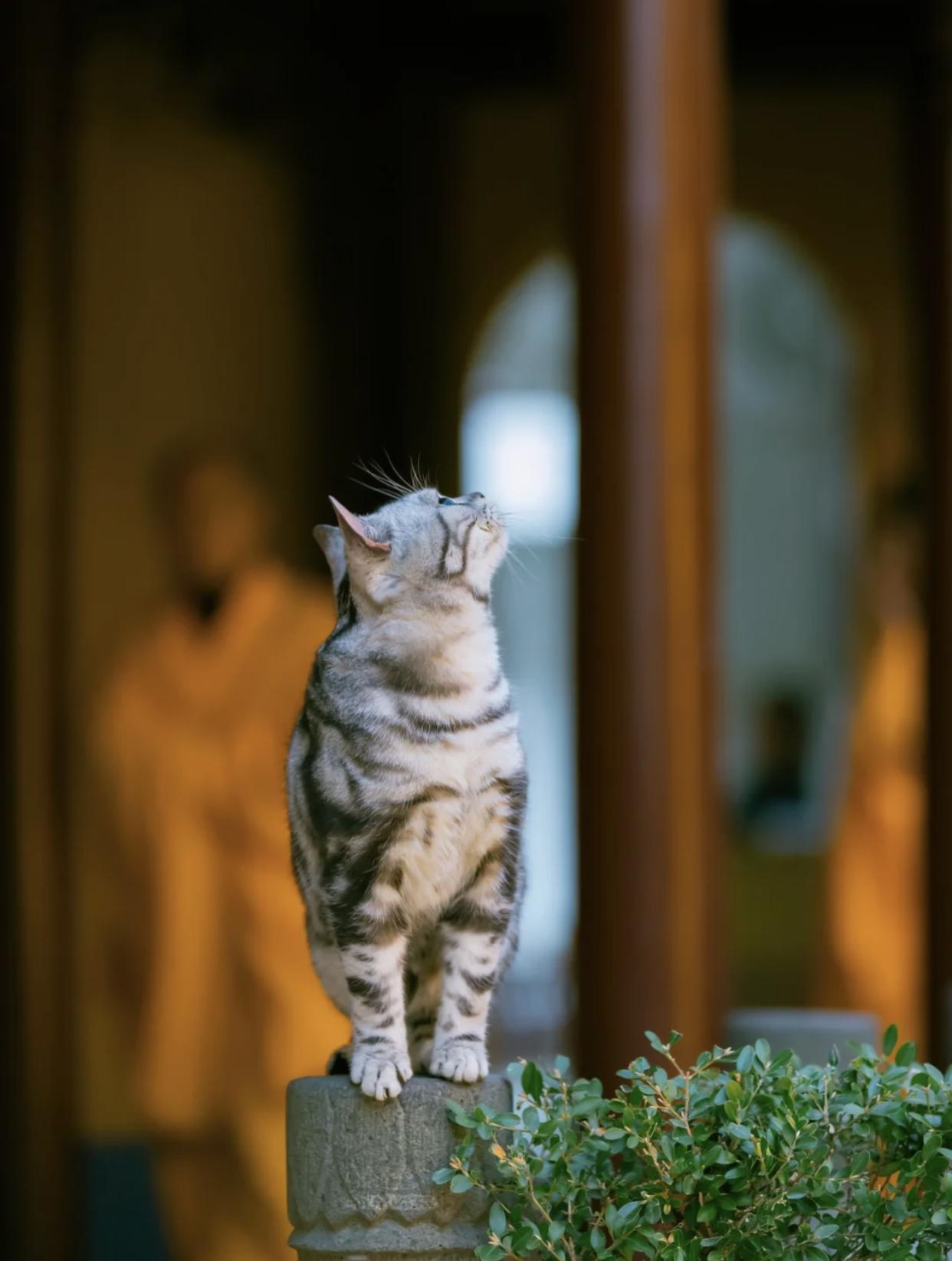 治愈系壁纸｜132张可爱小猫咪的样子