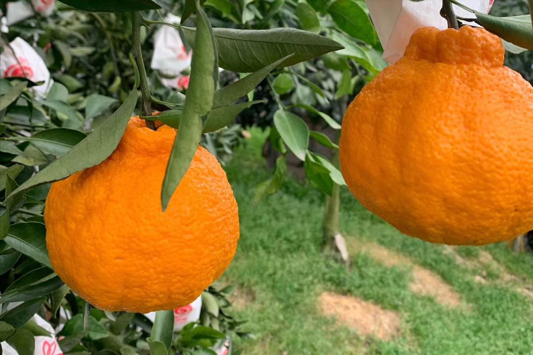 2017年最有前景柑橘是哪个品种,目前柑橘在市场什么品种最好