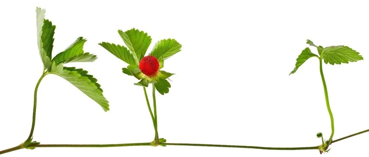 狼疮性肾炎最好的恢复方式,狼疮性肾炎5型能完全恢复