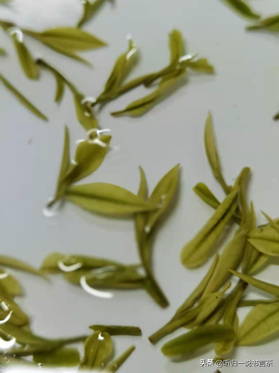 关于六大茶类洗茶常识纯干货,一般茶的洗茶步骤是什么