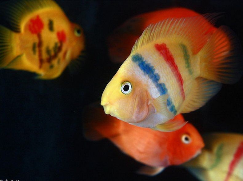 基因缺陷的人造杂交鱼，竟给台湾省赚到20亿外汇？背后真相太残忍