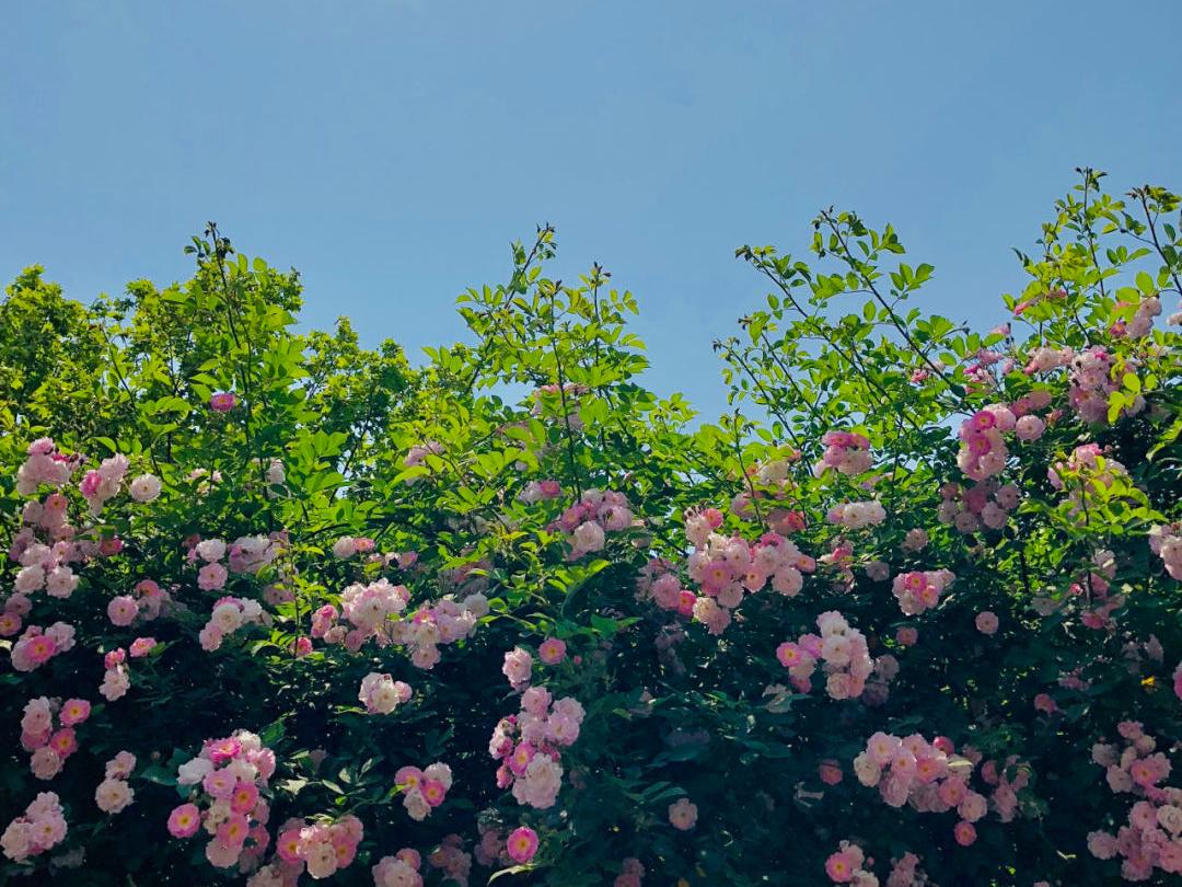 太仓蓝色花海,太仓好看的花海