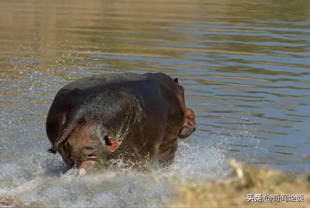各种动物捕食瞬间的真实图片,动物捕食残忍画面血淋淋