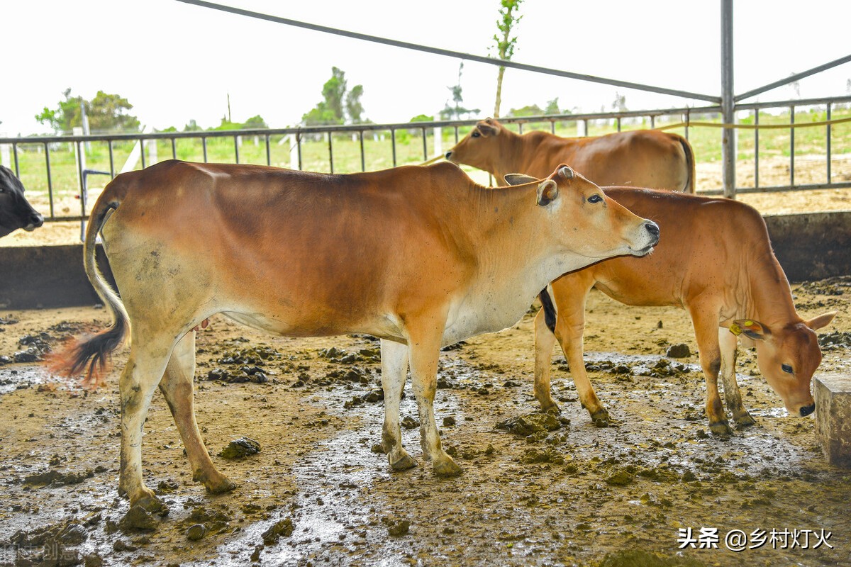喂牛的四大误区你们知道吗,喂牛的正确方法和时间