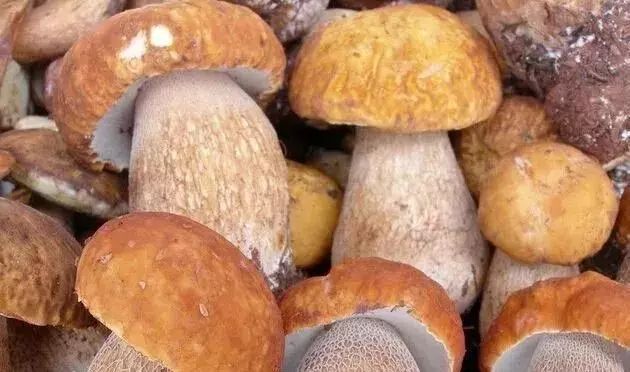 爱的魔力转圈圈蘑菇头,爱的魔力转圈圈彩虹伞