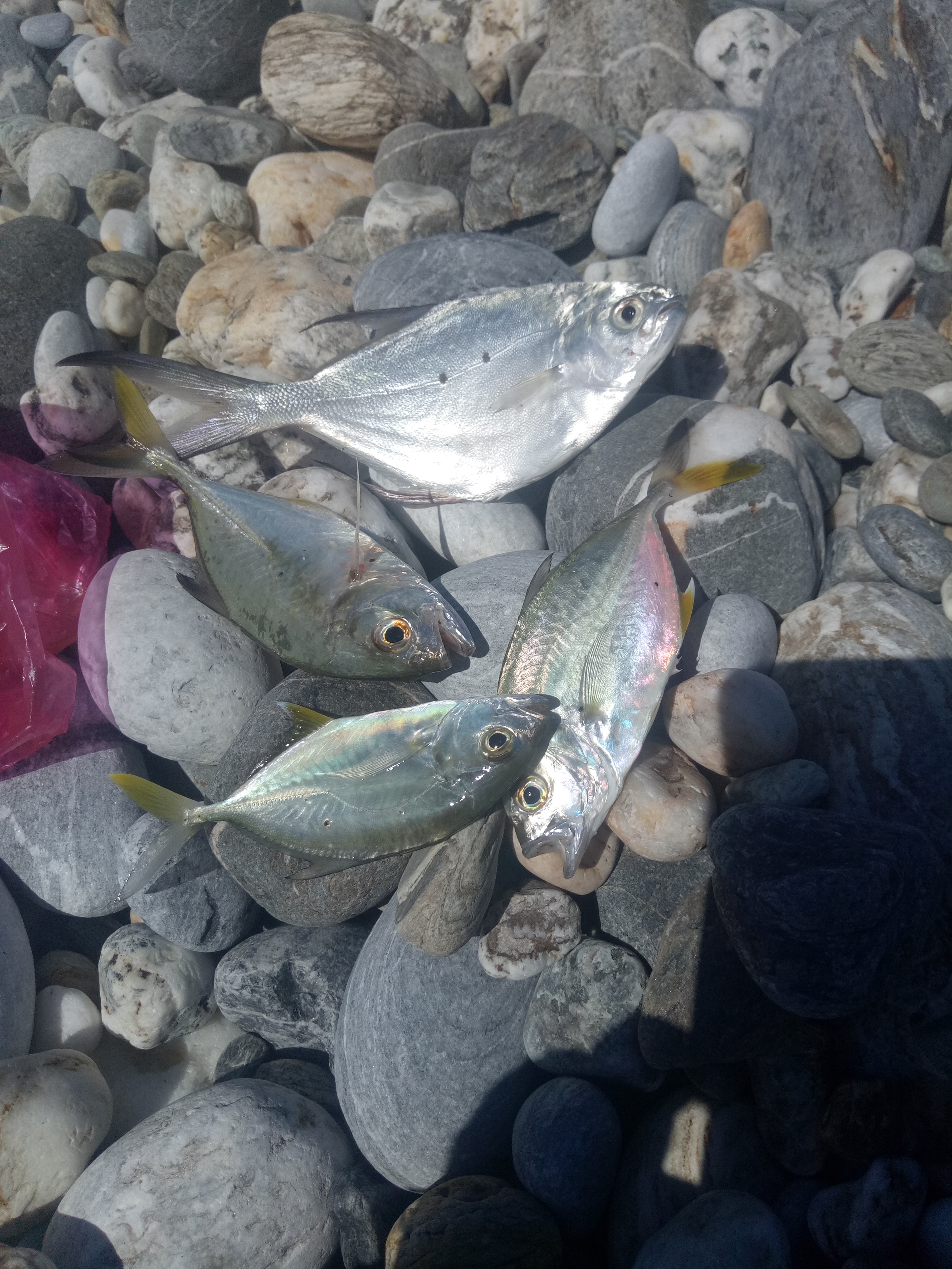 花莲县钓鱼,花莲在哪里海钓