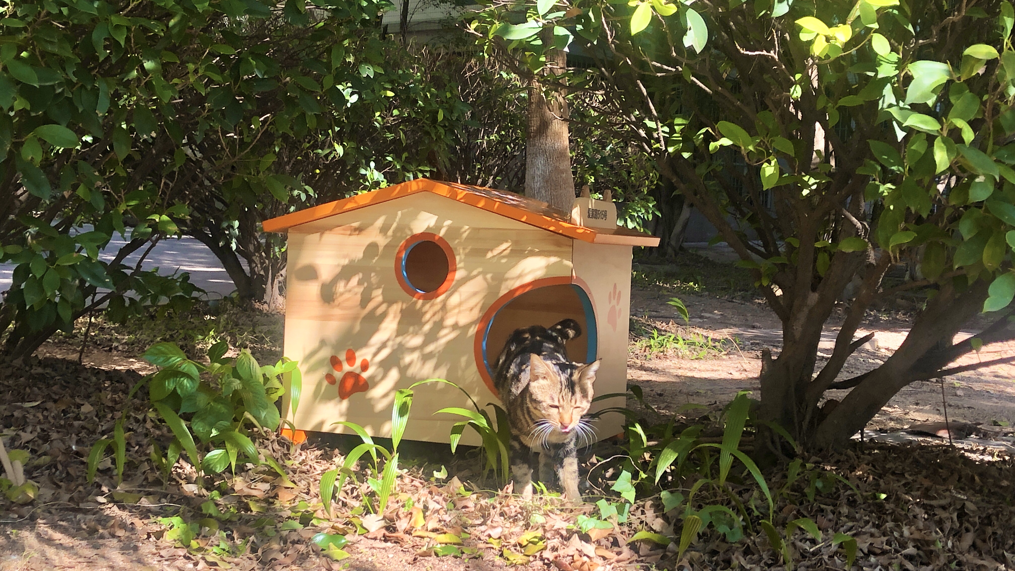 为爱定制一个家,为流浪猫爱心筹款