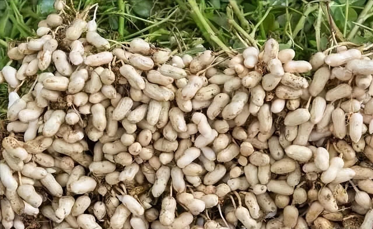 人体缺少维生素b会出现什么症状,身体缺少了维生素B有哪些反应