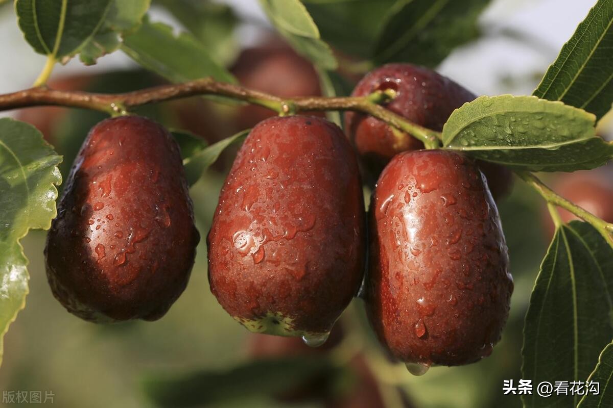 河南西华县是哪个市,西华县各个地方的介绍