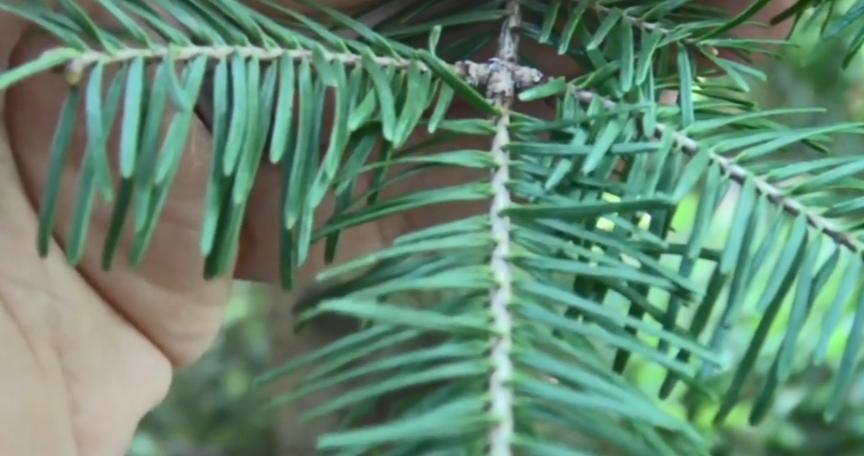 美国的摇钱树，收集到这种昂贵的树脂，就能轻松月入百万