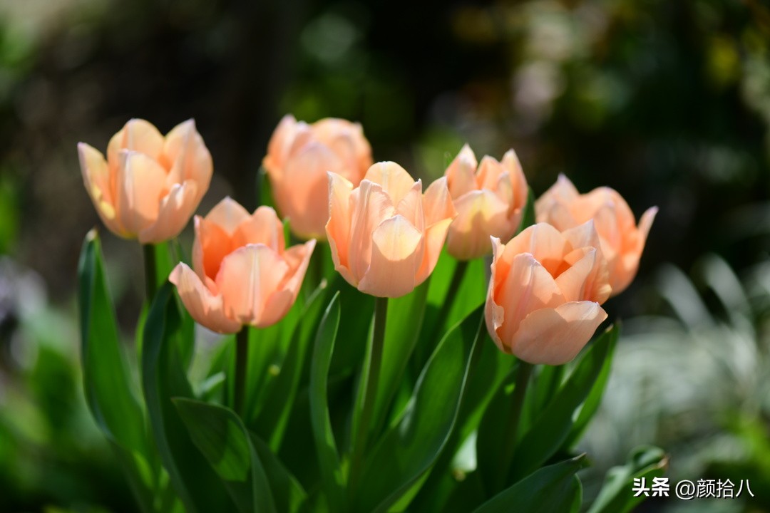盘点今年河马花园里最美的几款郁金香|园丁