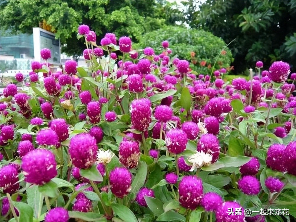 最适合新手养的4种花漂亮极了,新手适合养的10种花花期长