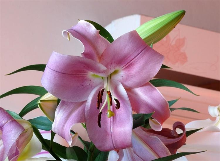 七十岁老人过生日送什么花合适,自己过生日送自己的花应该选哪种