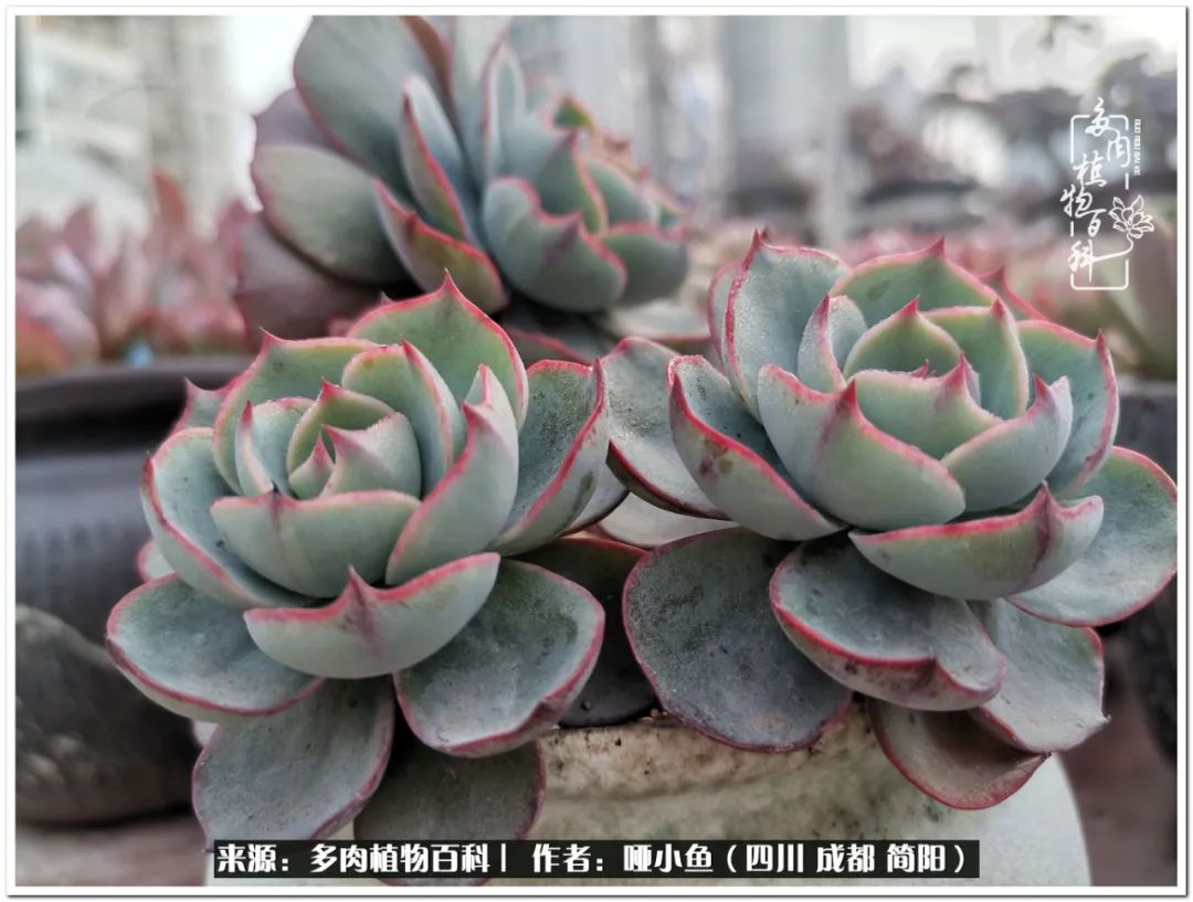 看世间繁华品一生,看世间繁华品人生美味