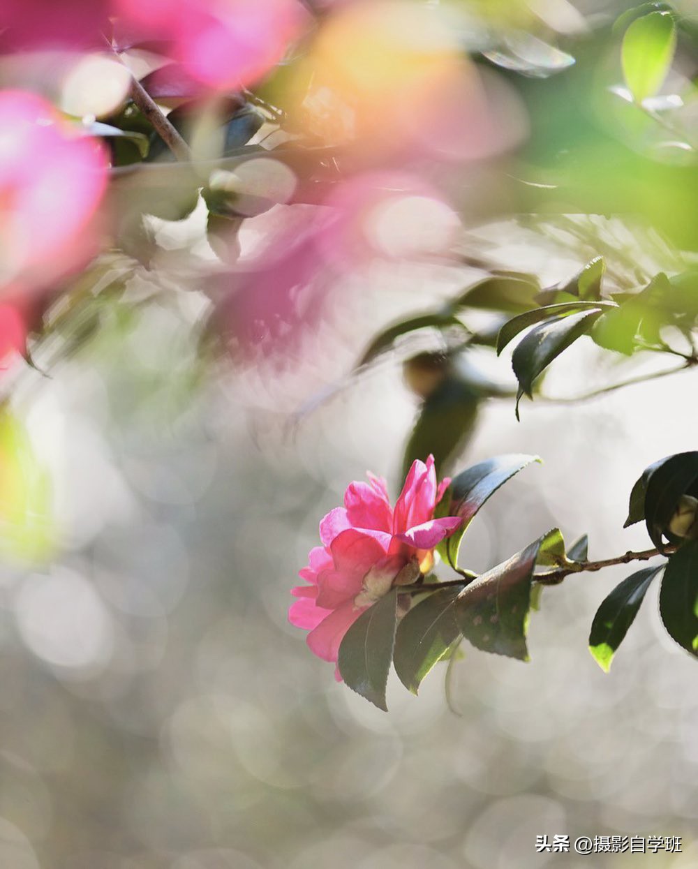 如何在夜里拍出好看的花朵照片,花朵怎么拍出好看的照片