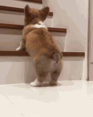 柯基比熊哪个聪明,柯基比熊博美哪个比较聪明