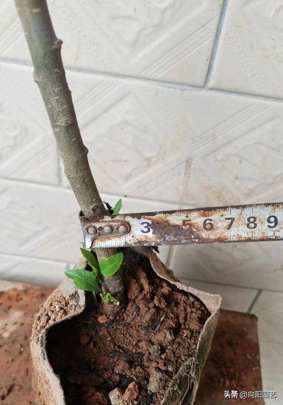 网上为什么很多果树苗都是假的,网上买果树苗哪里的假苗最多