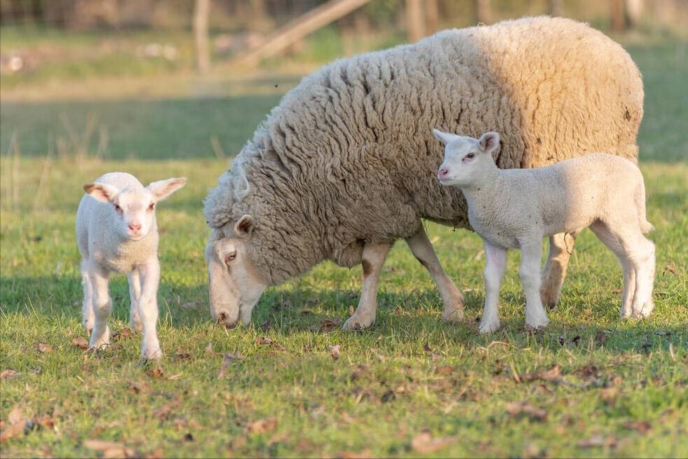 母羊产后拉稀母羊不吃食怎么办,母羊产后拉稀怎么治疗