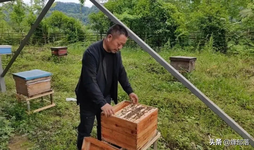 养蜂知识与技术的培训方法,养蜂知识和技术视频讲解教程