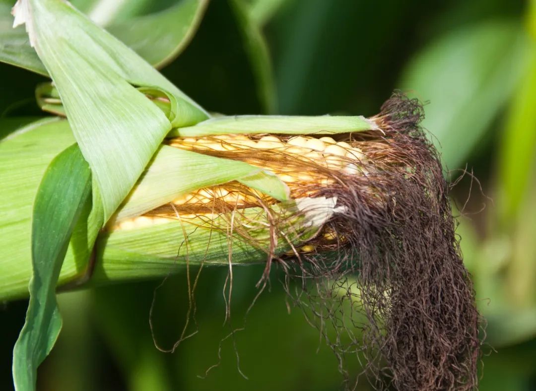 阳过之后咳嗽的饮食疗法,阳了之后一直咳嗽食疗有哪些