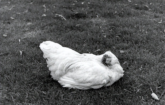 美国无头鸡的传奇,美国无头鸡原视频