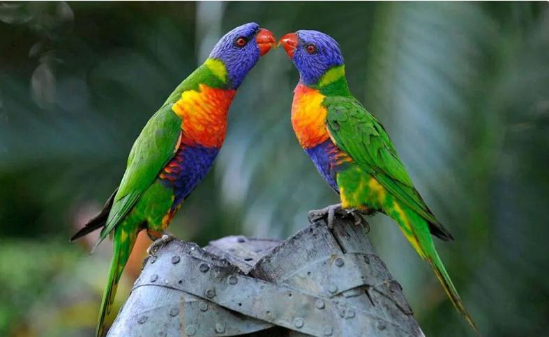 国内能合法饲养的鹦鹉品种,凯克鹦鹉合法饲养图片大全