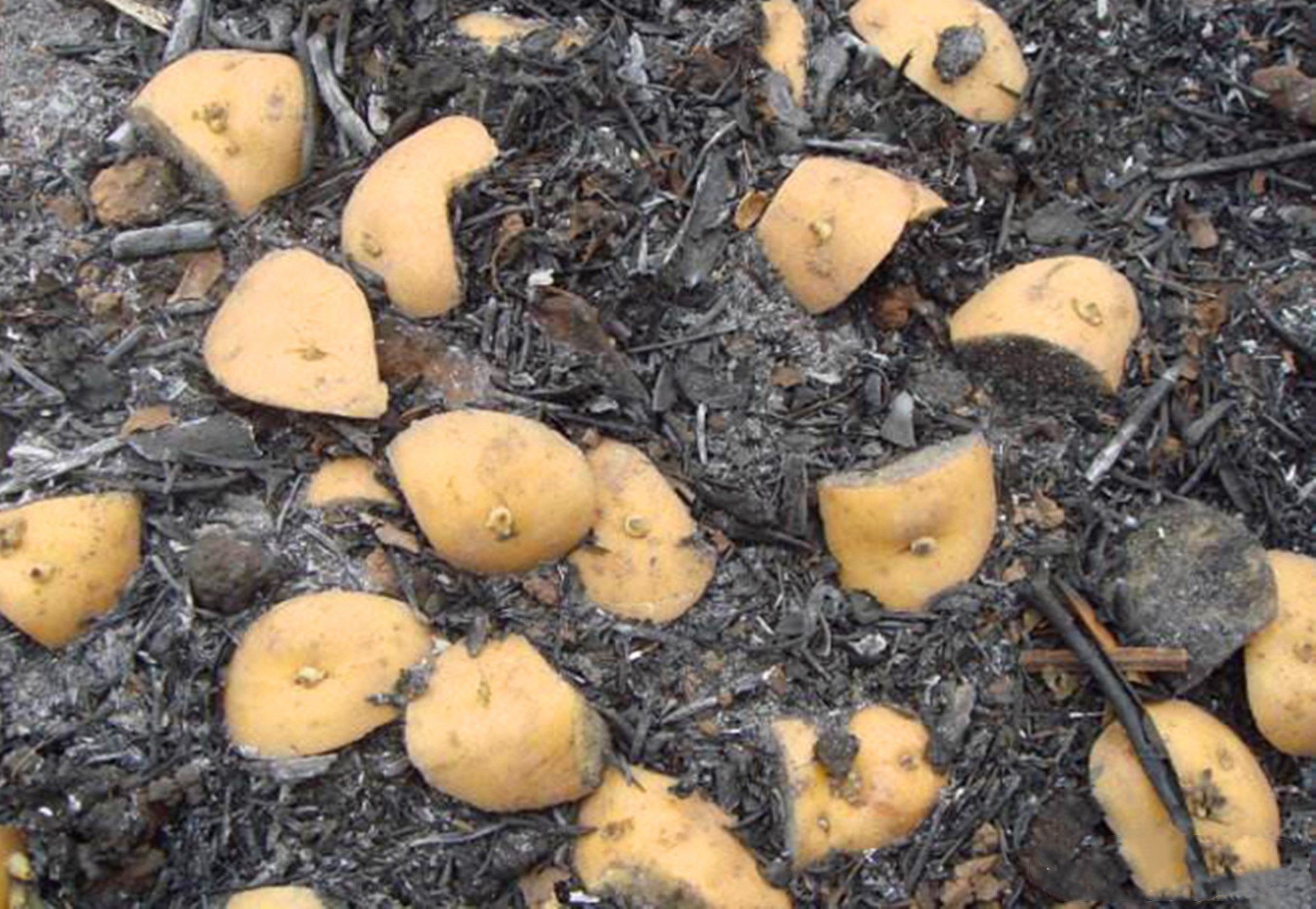 种植马铃薯各个阶段打药,马铃薯种植要注意什么