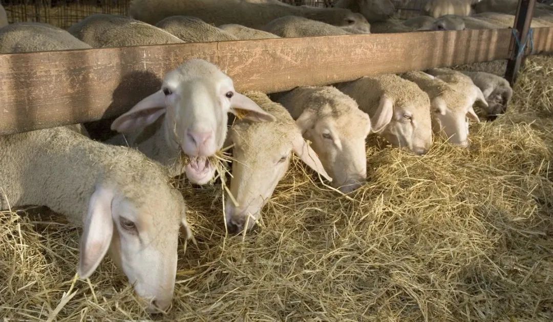 羊奶含胆固醇高不高,羊奶中含高锰酸盐怎么处理