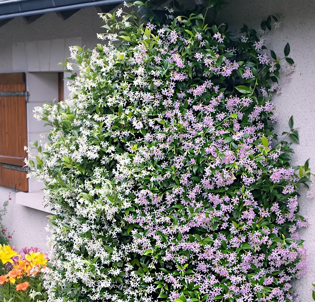 什么花做花墙最好种植,打造花园阳台推荐养什么花