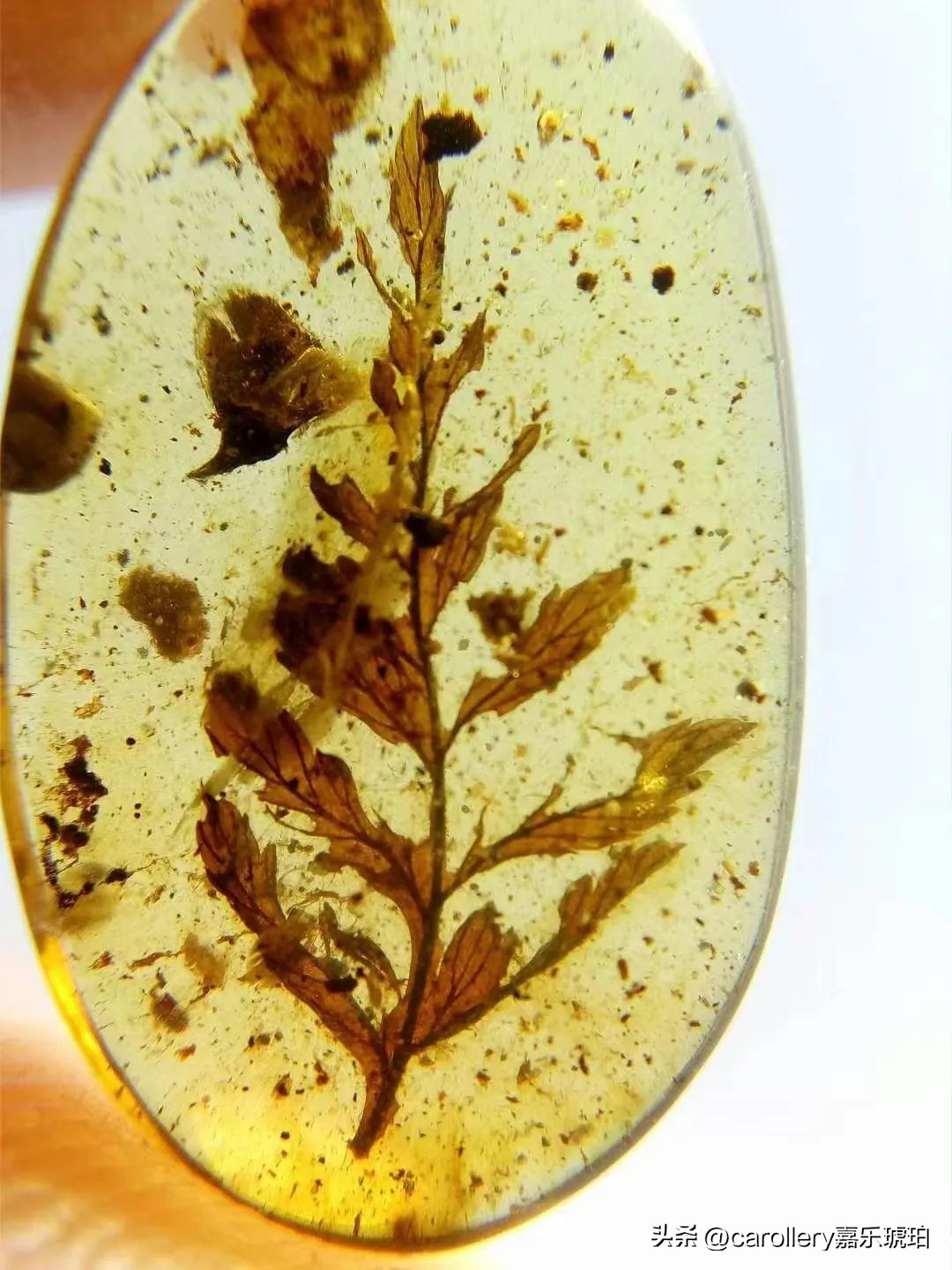 小琥珀嵌在煤精里,这块琥珀的科学价值是什么