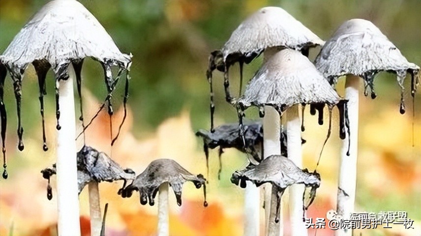 蘑菇中毒最常见品种,有毒蘑菇的八种识别方法