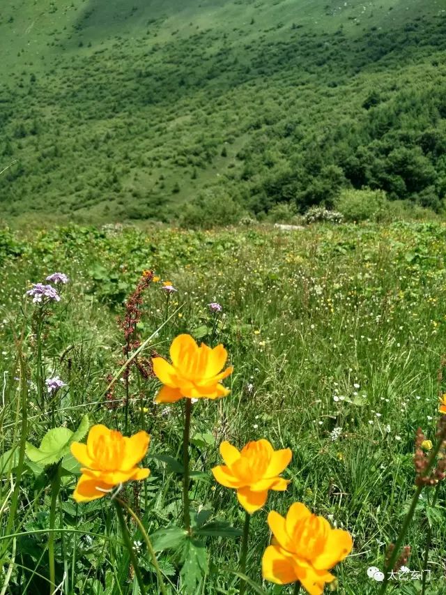 小五台山金莲花坡,小五台金莲花