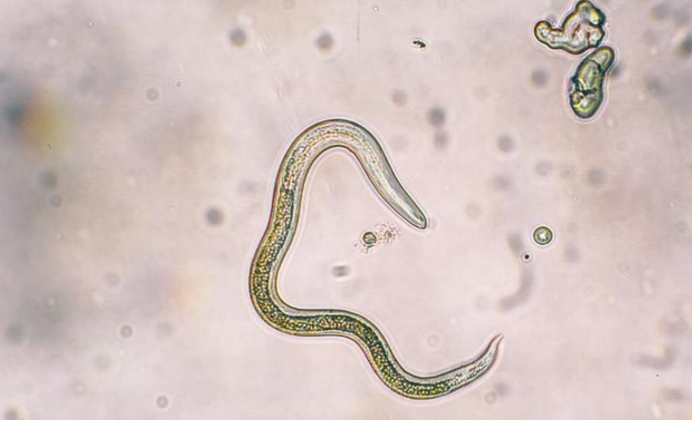 蛟是什么动物的特征,蛟是什么动物现实中存在吗