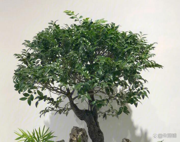 小叶紫檀怎么养才能爆盆,小叶紫檀的养殖方法和注意事项