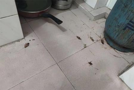 不会让蟑螂跑又简单抓蟑螂的方法,蟑螂到底用什么办法才能让它消失